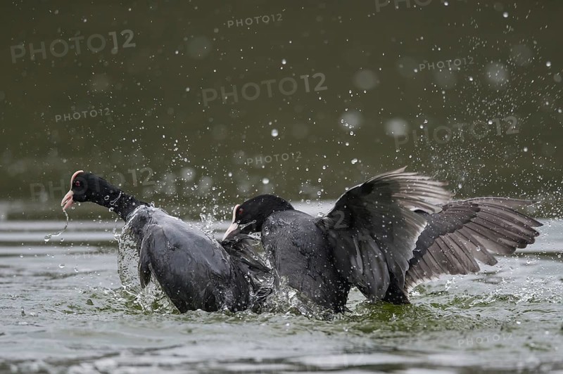 Eurasian Coot (Fulica atra) wrangling, Lower Saxony, Germany