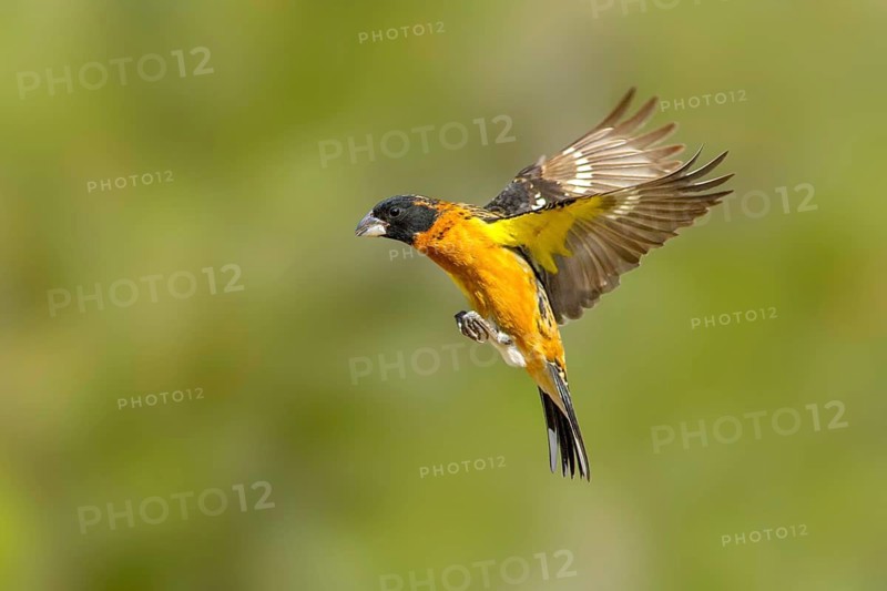Black-headed Grosbeak Pheucticus melanocephalus Santa Rita Mountains, Santa Cruz County, Arizona, United States 18 May Adult Male in flight. Cardinalidae