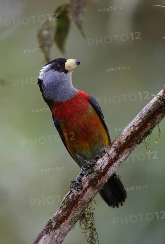 Toucan Barbet (Semnornis ramphastinus), Pichincha, Ecuador