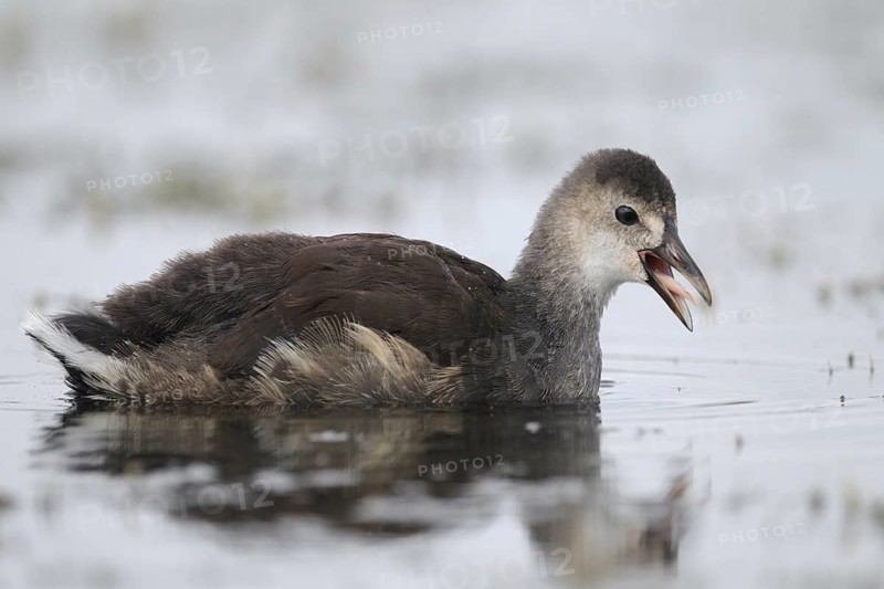 Common Moorhen (Gallinula chloropus) juvenile, Florida, USA