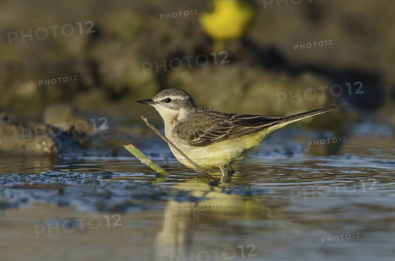 Western Yellow Wagtail (Motacilla flava) female, Schleswig-Holstein, Germany