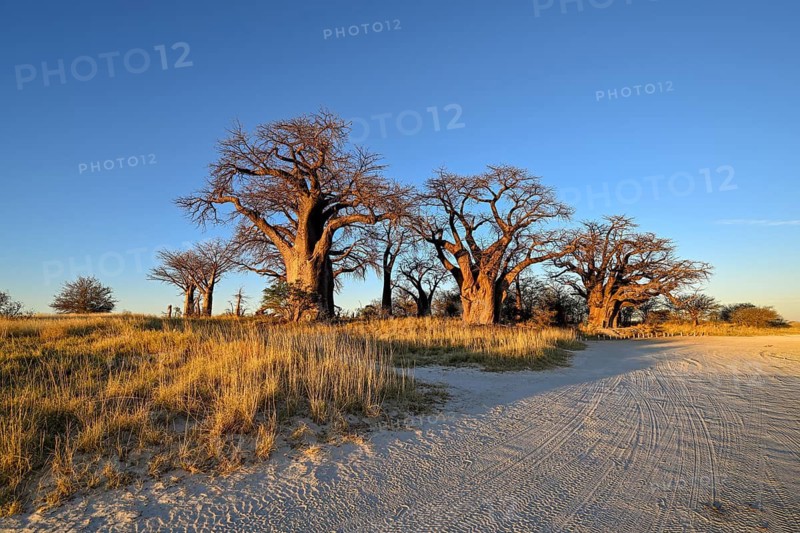 Baines Baobabs, baobab or baobab trees (Adansonia digitata), Kudiakam Pan, Nxai Pan National Park, near Gweta, Central District, Botswana