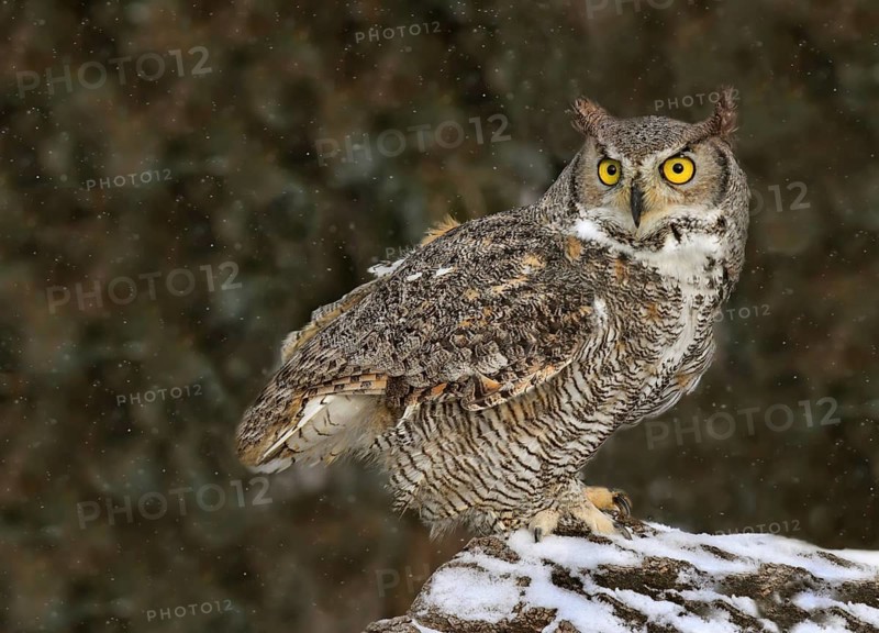 Great Horned Owl (Bubo virginianus), Saskatchewan, Canada