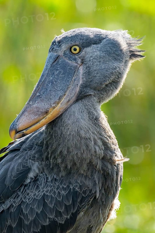 Shoebill (Balaeniceps rex), juvenile, animal portrait, swamps of Mabamba, Lake Victoria, Uganda
