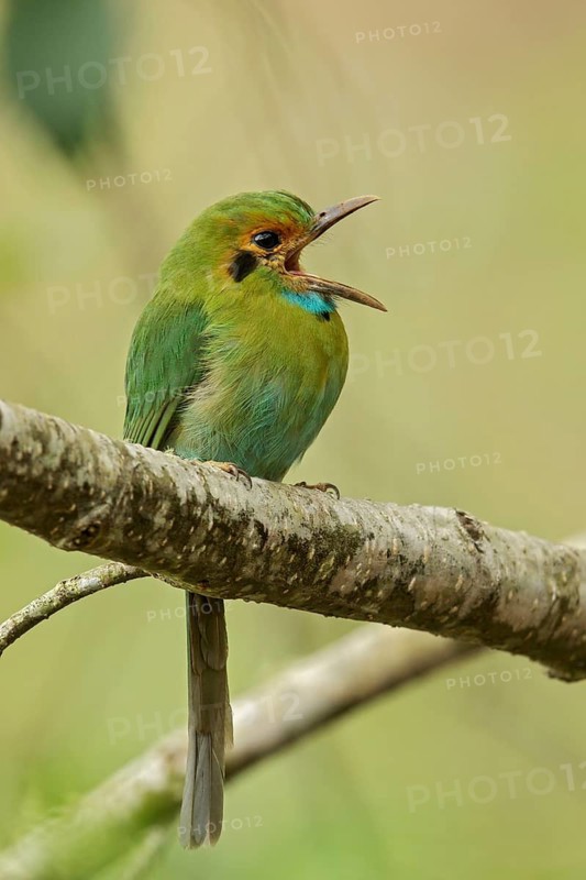 Blue-throated Motmot (Aspatha gularis) perched on a branch in Guatemala in Central America