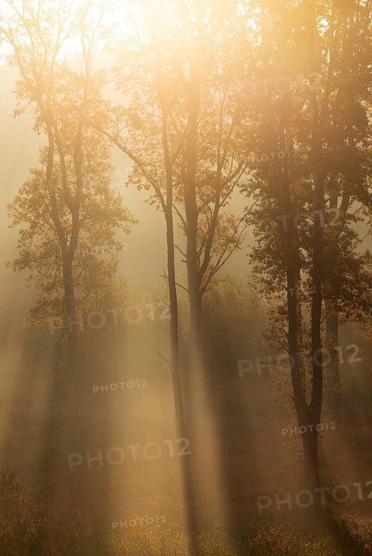 Sunrise with morning fog in the deciduous forest, Gmünd, Waldviertel, Lower Austria, Austria