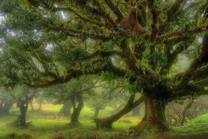 Europe, Portugal, Madeira, laurel forest, laurel trees, Fanal, Madeira, Portugal