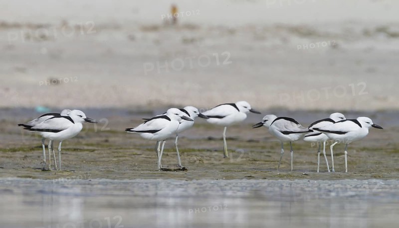 Crab-plover (Dromas ardeola), Oman