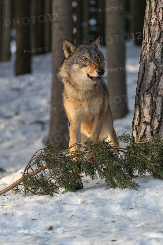 Portrait of one male eurasian gray wolf (Canis lupus lupus) standing between trees in a snowy forest in sweet morning light