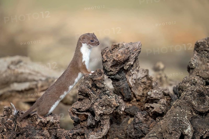 Common Weasel (Mustela nivalis) close-up on tree trunk, Castile-La Mancha, Spain