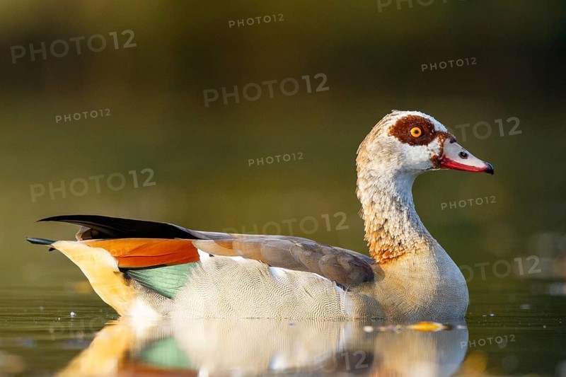 Egyptian Goose (Alopochen aegyptiaca), North Rhine-Westphalia, Germany