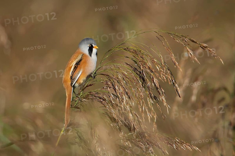 Bearded tit or reedling (Panurus biarmicus) adult male bird on a Common reed seedhead, RSPB Strumpshaw fen nature reserve, Norfolk, England, United Kingdom