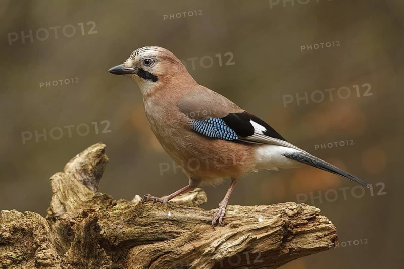 Eurasian Jay (Garrulus glandarius), Utrecht, Netherlands