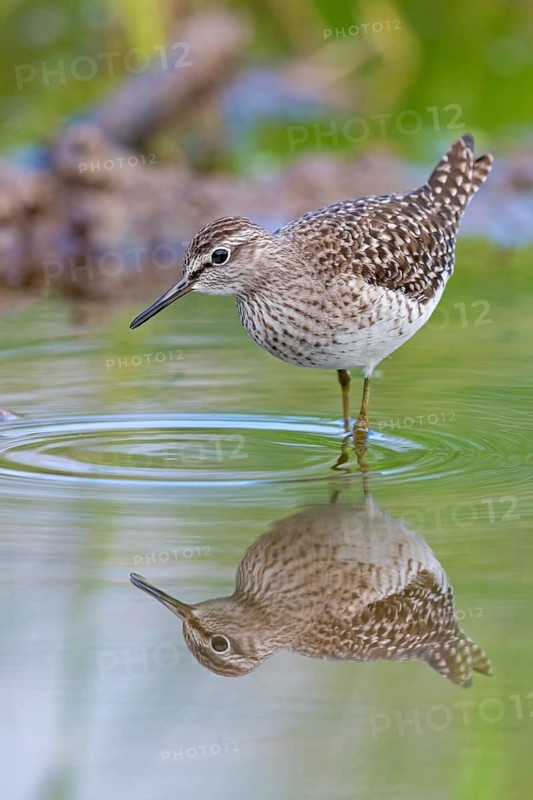 Wood sandpiper (Tringa glareola), Lesbos, Israel, Middle East