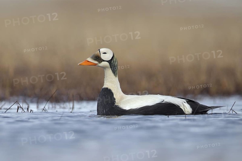 Spectacled Eider (Somateria fischeri) male, Alaska, USA