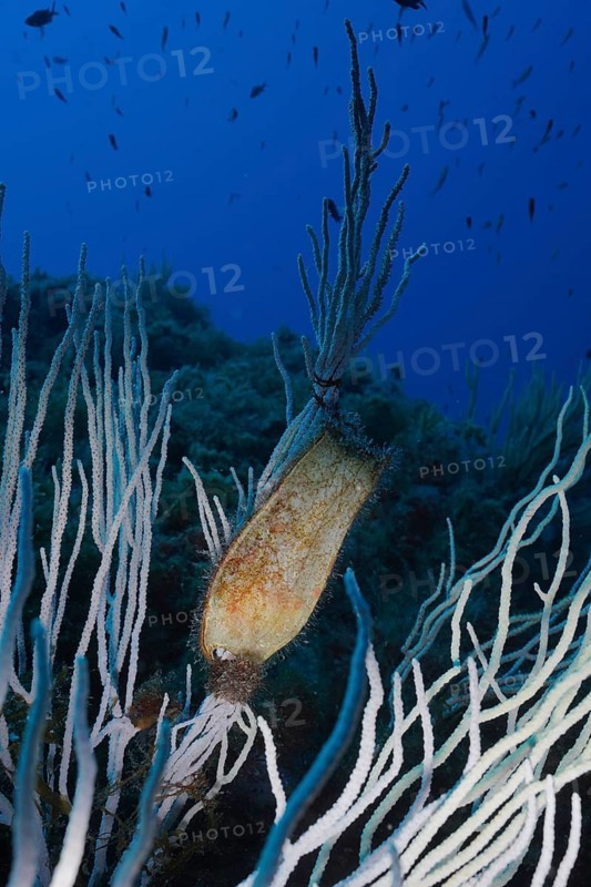 Large spotted catshark (egg capsule) (Scyliorhinus stellaris)