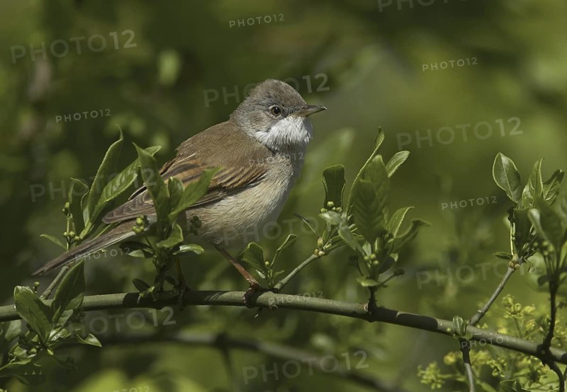 Common Whitethroat (Sylvia communis) male, Mecklenburg-Western Pomerania, Germany