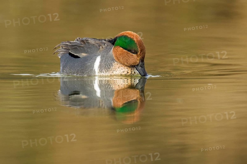 Green-winged Teal (Anas carolinensis) male, Arizona, USA