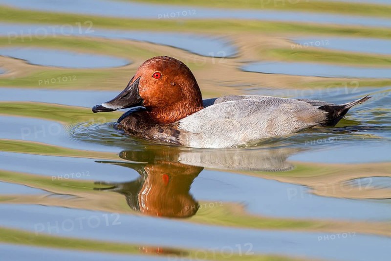 Common Pochard (Aythya ferina) male, Castile-La Mancha, Spain