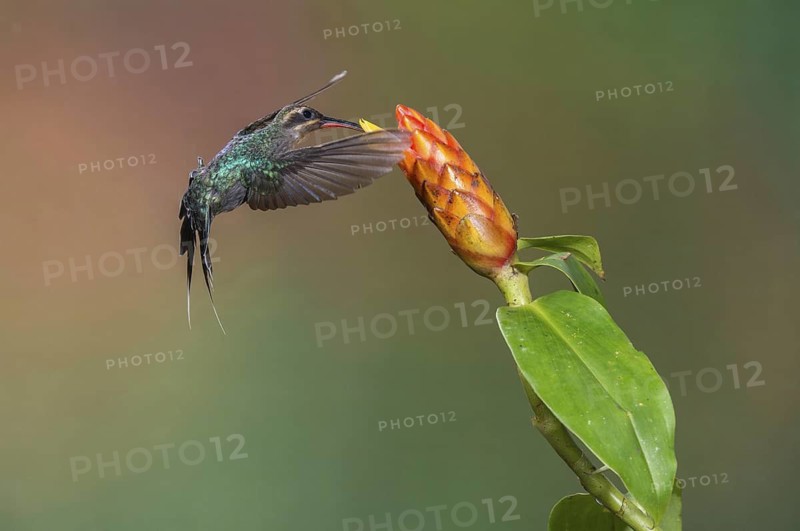 Green Hermit (Phaethornis guy), Costa Rica