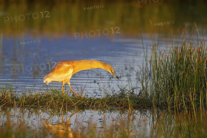 Squacco Heron (Ardeola ralloides) foraging, Greece