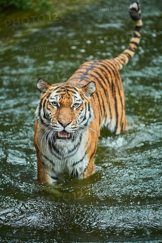 Siberian tiger (Panthera tigris altaica) in the water, rainy, cat, captive, Germany