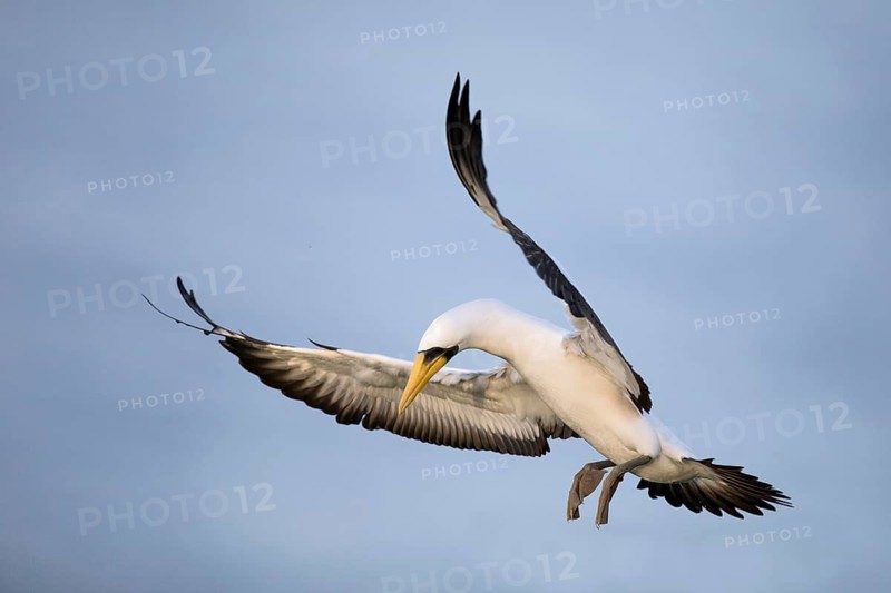 Masked Booby (Sula dactylatra tasmani) flying, Norfolk Island