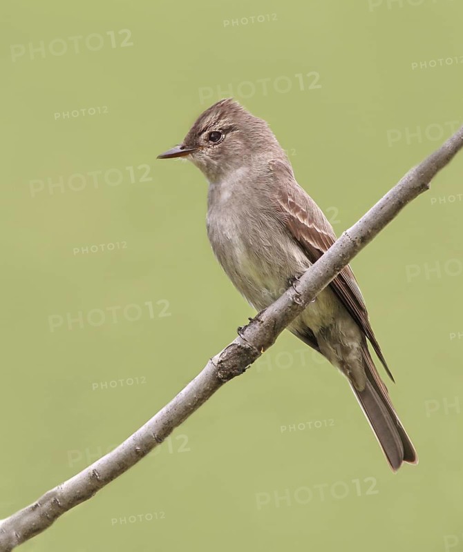 Western Wood Pewee (Contopus sordidulus), Saskatchewan, Canada