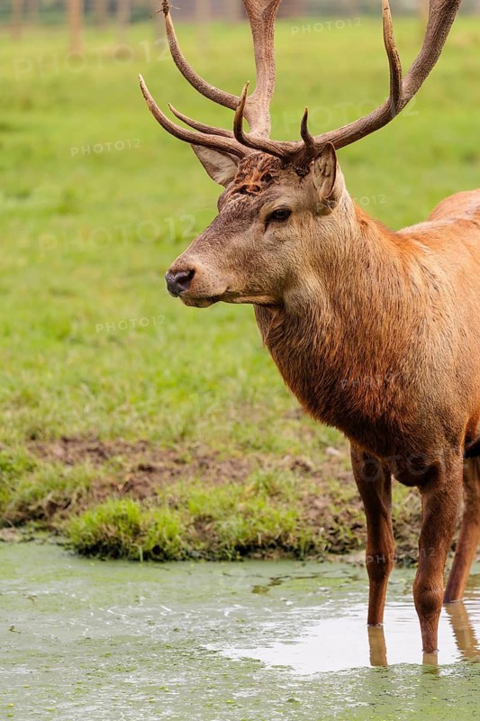A red deer stag (Cervus elaphus) stands in a puddle in a meadow and observes its surroundings