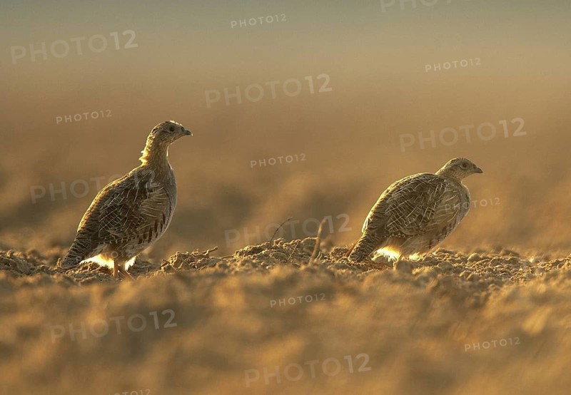 Grey Partridge (Perdix perdix), Mecklenburg-Western Pomerania, Germany