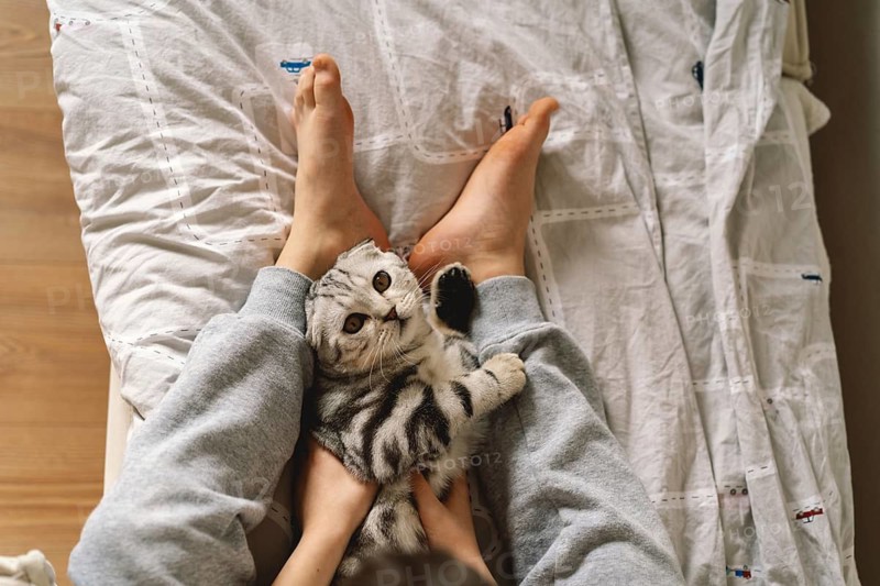 A charming Scottish Fold cat relaxes comfortably on a person's lap. The cozy scene captures the essence of companionship and warmth in a homely setting