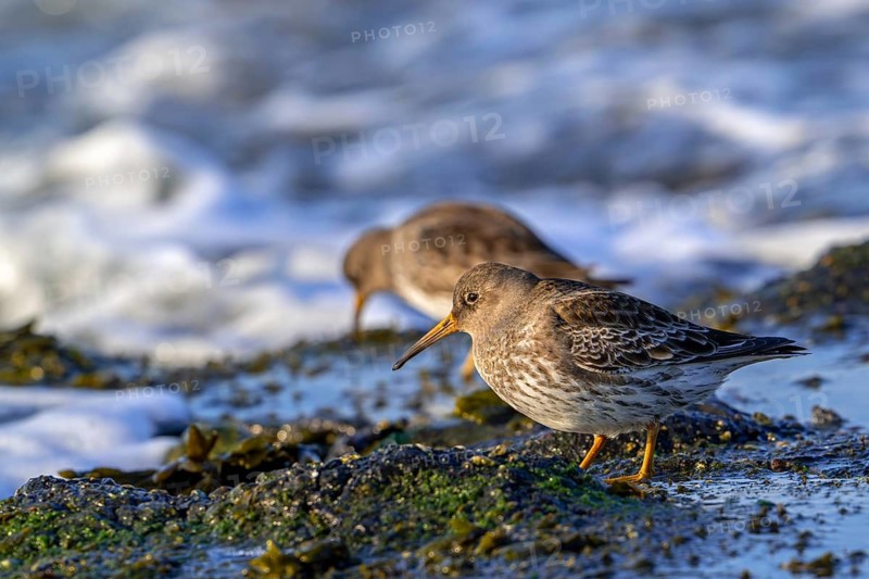 Two purple sandpipers (Calidris maritima) in non-breeding plumage foraging among rocks on rocky shore along the North Sea coast in winter