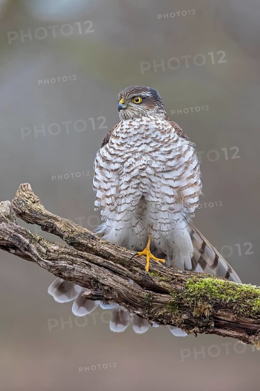 Eurasian Sparrowhawk (Accipiter nisus) female perched on a branch, Saxony-Anhalt, Germany
