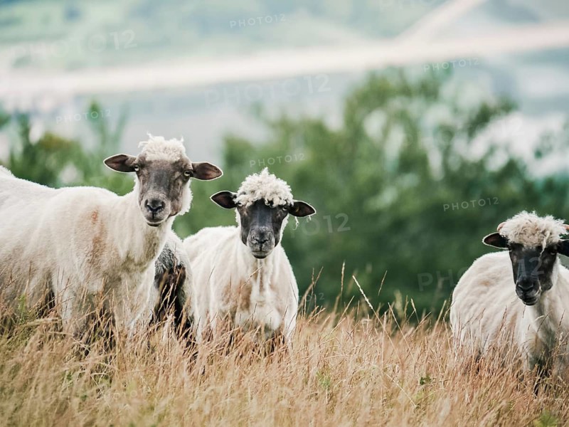 Serene image of three sheep on a grassy hill overlooking a misty lake. Captures the peaceful beauty of nature and wildlife in a rural setting