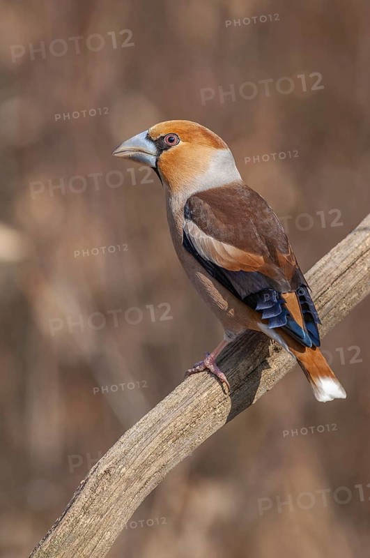 Hawfinch (Coccothraustes coccothraustes) on a branch in the forest. Lower Rhine, Alsace, France