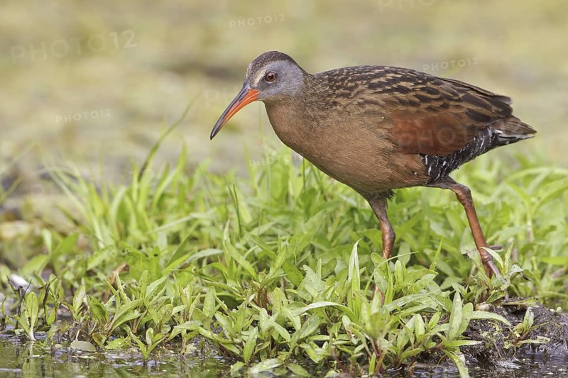 Virginia Rail (Rallus limicola), Ontario, Canada