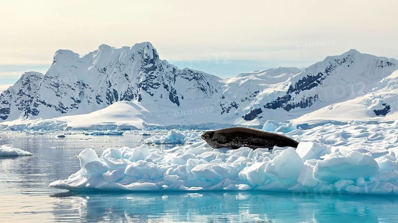 A seal resting on ice in a snowy, mountainous and cold Arctic landscape, Weddell seal (Leptonychotes weddellii) on an ice floe in the Antarctic