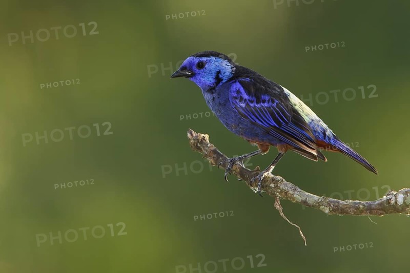 Opal-rumped Tanager (Tangara velia) perched on a branch in Ecuador, South America