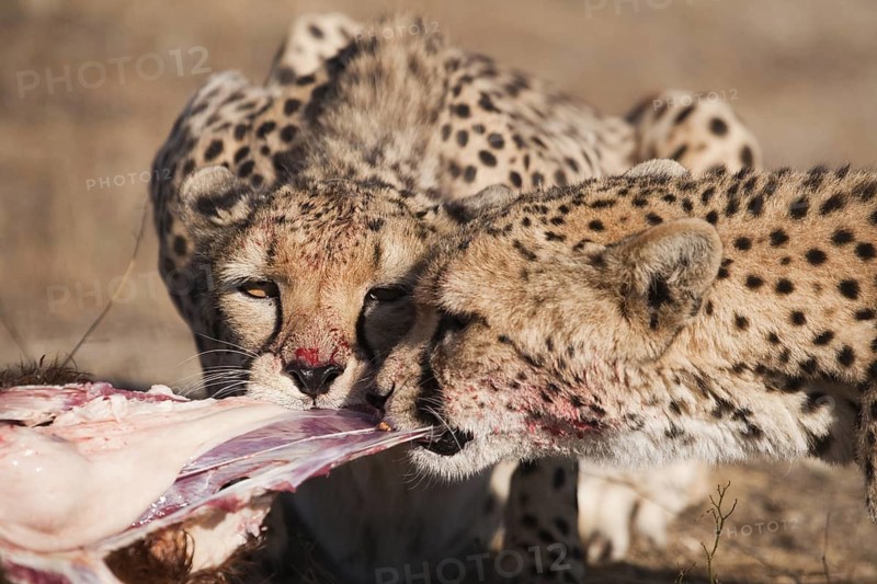 Cheetah (Acinonyx jubatus) two females feeding on kill, Castile-La Mancha, Spain