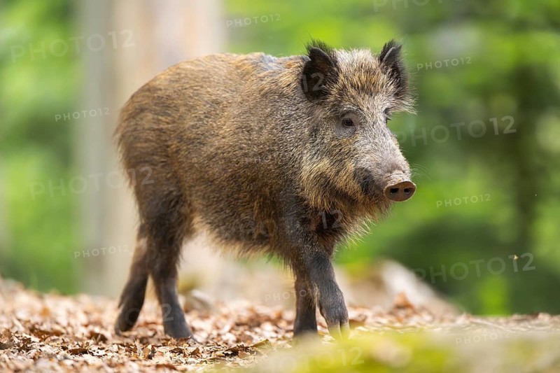 Wild boar (Sus scrofa) walking in a forest, Bavaria, Germany