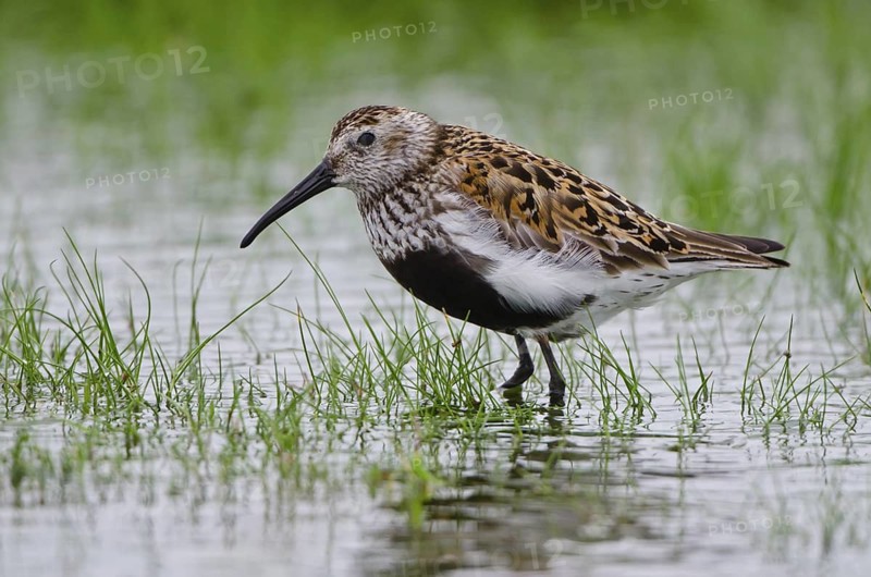 Dunlin (Calidris alpina), Schleswig-Holstein, Germany
