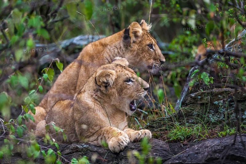 Lion (Panthera leo) juvenile, South Africa