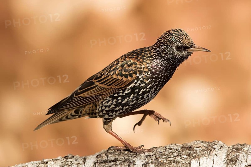 Common Starling (Sturnus vulgaris) perched on a trunk, Bavaria, Germany
