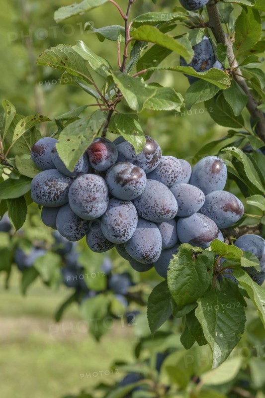 Plum (Prunus domestica 'Jojo'), Bundessortenamt, Marquardt testing centre, Marquardt, Brandenburg, Germany