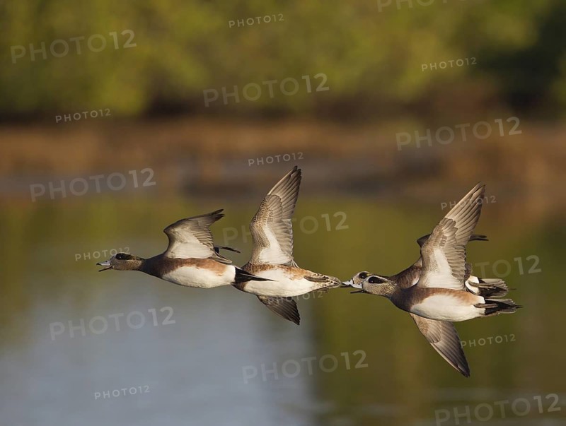 American Wigeon (Mareca americana) male flying, Florida, USA