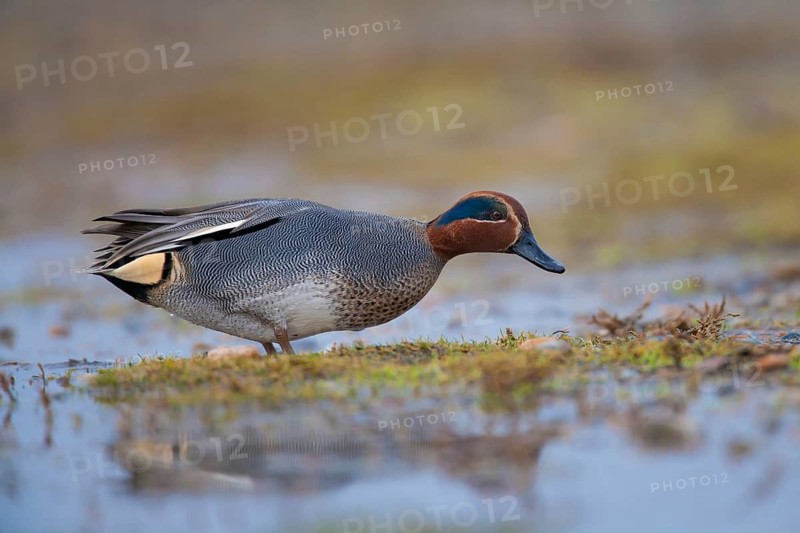 Common teal (Anas crecca) duck adult male bird on a flooded meadow, Norfolk, England, United Kingdom