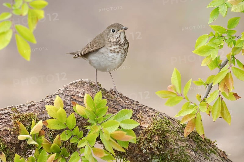 Grey-cheeked Thrush (Catharus minimus) perched on a log, Texas, USA