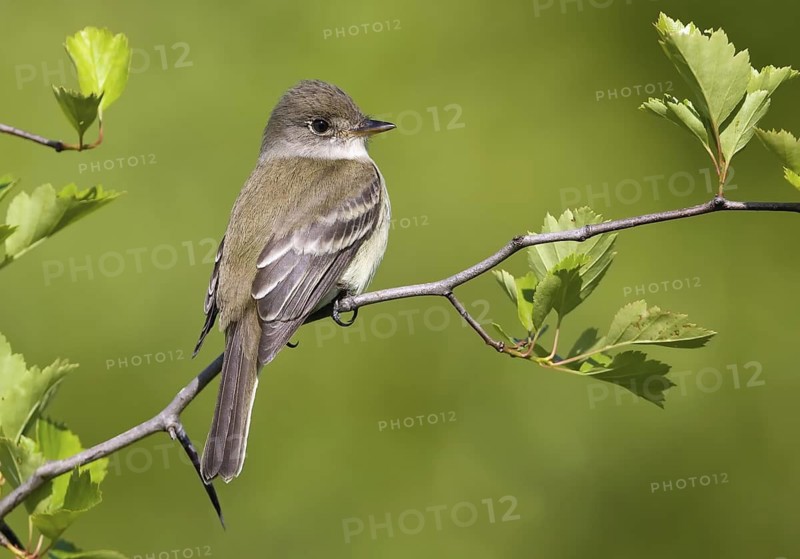 Willow Flycatcher (Empidonax traillii), Maryland, USA