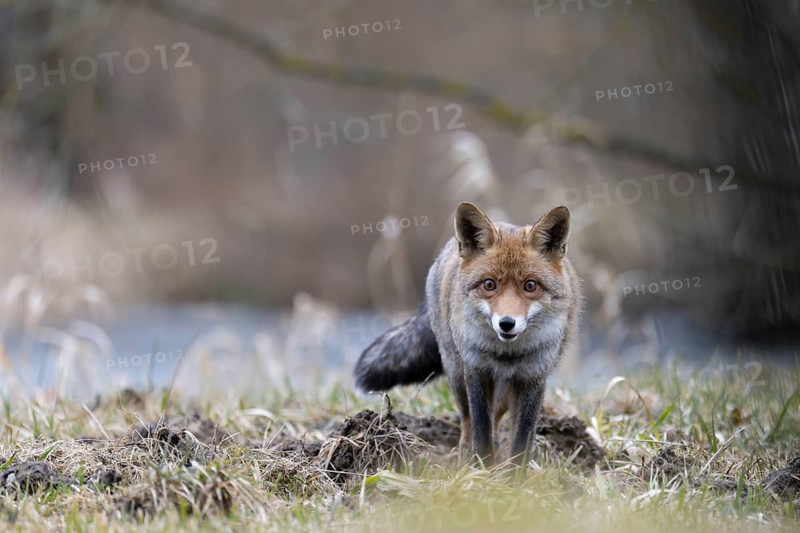 Red fox (Vulpes vulpes), Bitburg, Rhineland-Palatinate, Germany