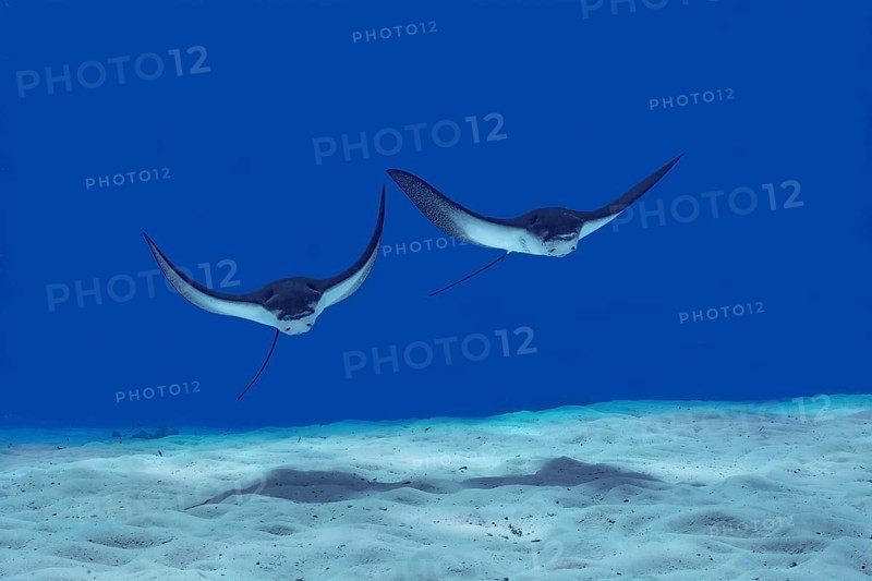 Two elegant spotted eagle rays gracefully glide over the sandy seabed in the crystal-clear waters of the Maldives, showcasing the vibrant marine biodiversity